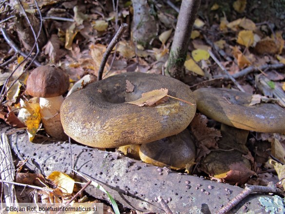 Lactarius turpis