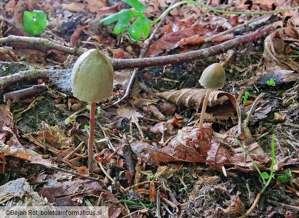 Panaeolus papilionaceus