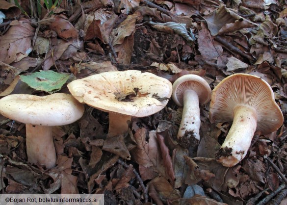 Lactarius pallidus