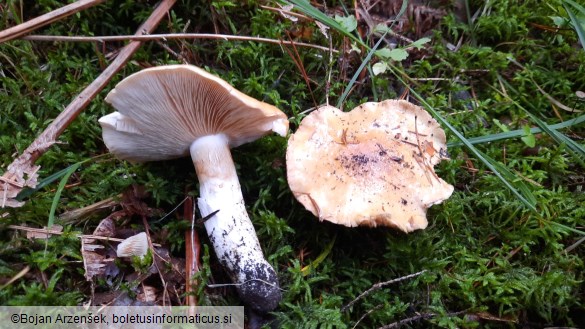 Cortinarius sebaceus