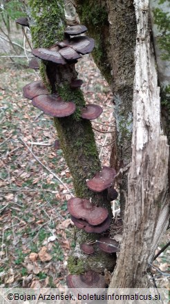 Daedaleopsis tricolor