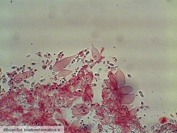 Mycena leptocephala