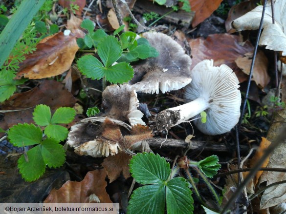 Tricholoma terreum