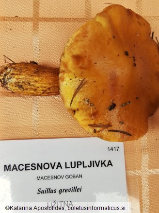 Suillus grevillei