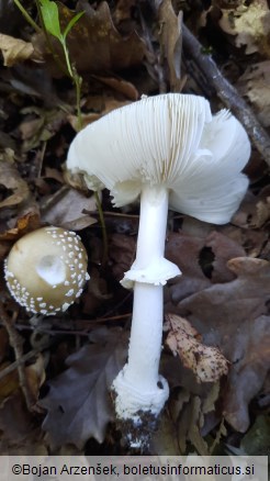 Amanita pantherina