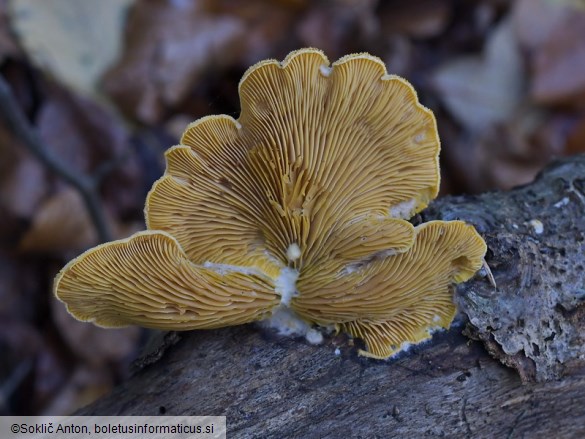 Phyllotopsis nidulans