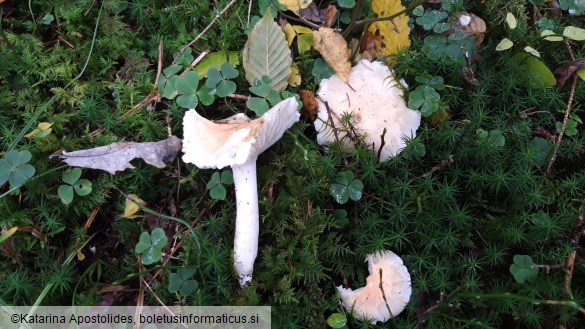 Hygrophorus nemoreus