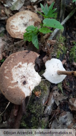 Polyporus ciliatus