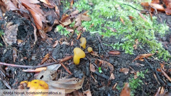 Leotia lubrica