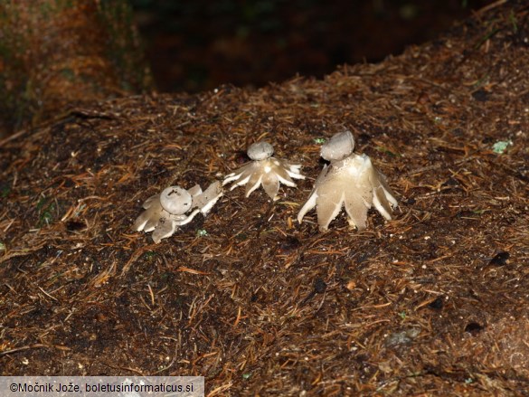 Geastrum pectinatum