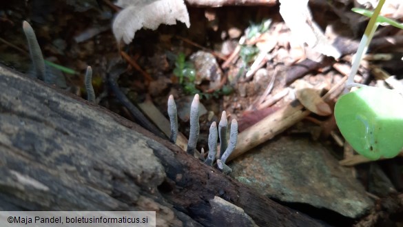 Xylaria hypoxylon