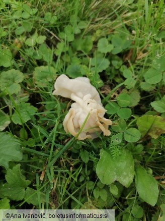 Helvella crispa