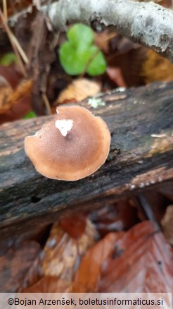 Polyporus brumalis