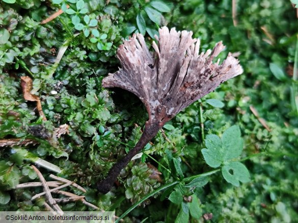 Thelephora caryophyllea