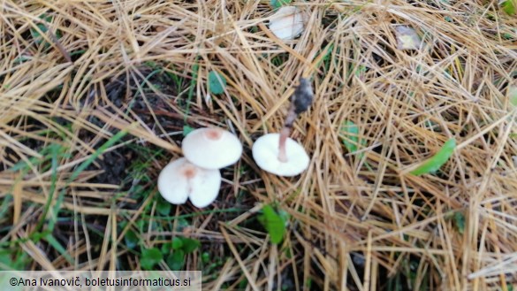 Lepiota cristata