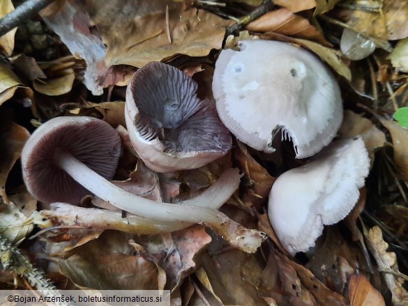 Mycena pelianthina