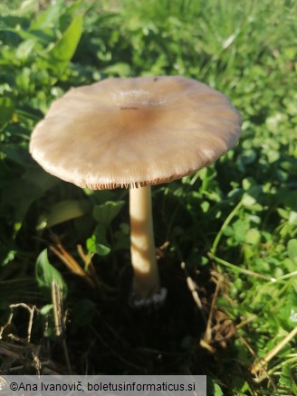 Volvopluteus gloiocephalus