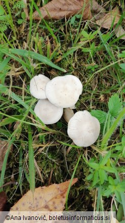 Clitocybe phyllophila