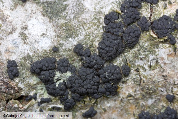 Fracchiaea broomeana