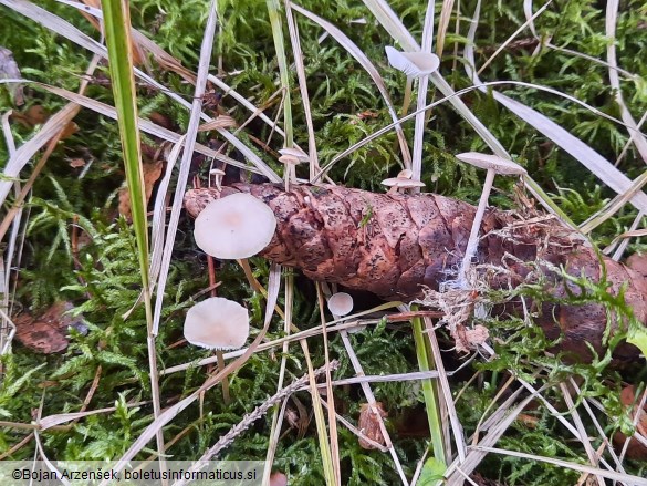 Baeospora myosura