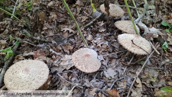 Chlorophyllum olivieri