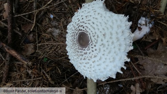 Macrolepiota excoriata