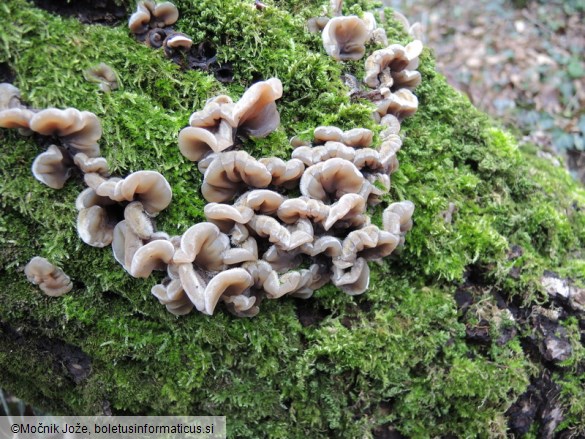 Auricularia mesenterica