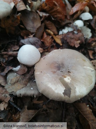 Volvariella surrecta