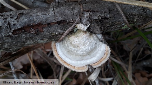 Trametes hirsuta