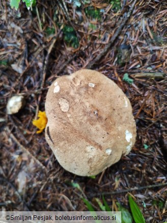 Boletus calopus