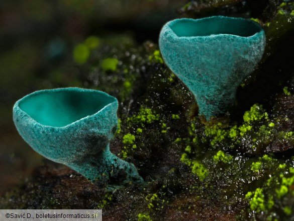 Chlorociboria aeruginascens