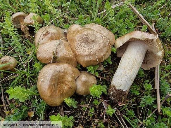 Entoloma sepium