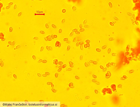 Rhodocollybia asema