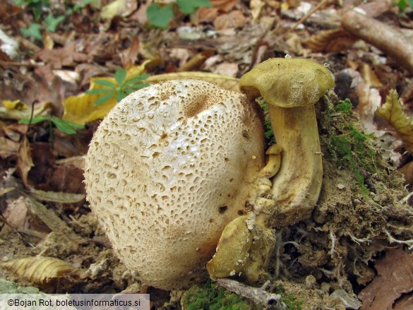 Xerocomus parasiticus