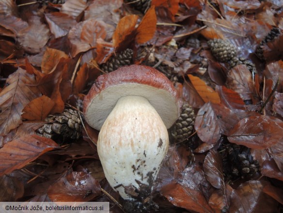 Boletus pinophilus