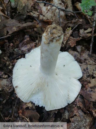 Russula aeruginea