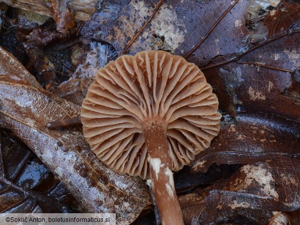 Tubaria conspersa