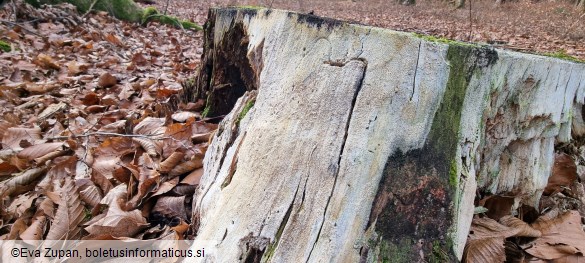 Resinicium bicolor
