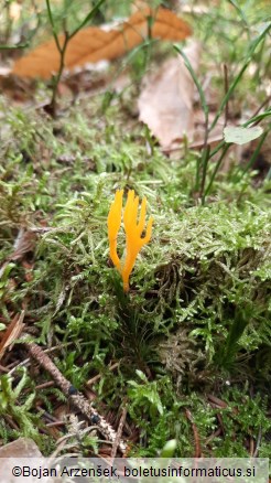 Calocera viscosa