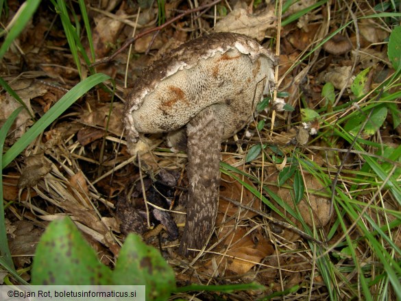 Strobilomyces strobilaceus