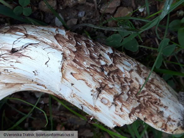 Tricholoma caligatum