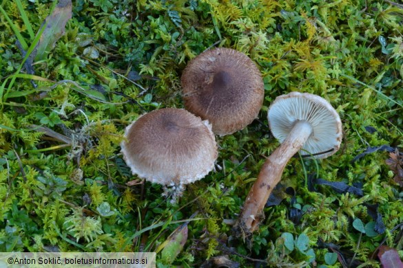 Tricholoma vaccinum