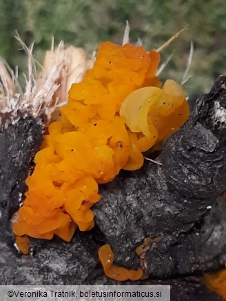 Tremella mesenterica