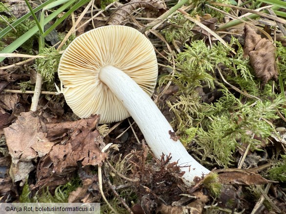Russula risigallina