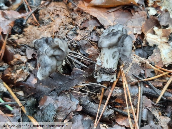 Helvella lacunosa