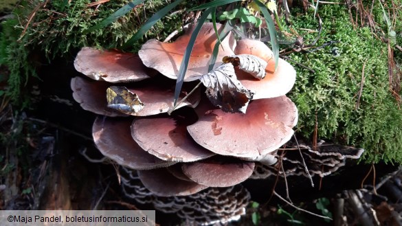 Hypholoma sublateritium