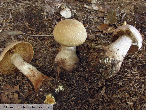 Cortinarius traganus