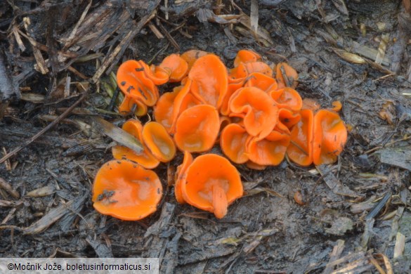 Melastiza cornubiensis