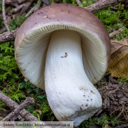 Russula integra