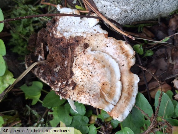 Abortiporus biennis